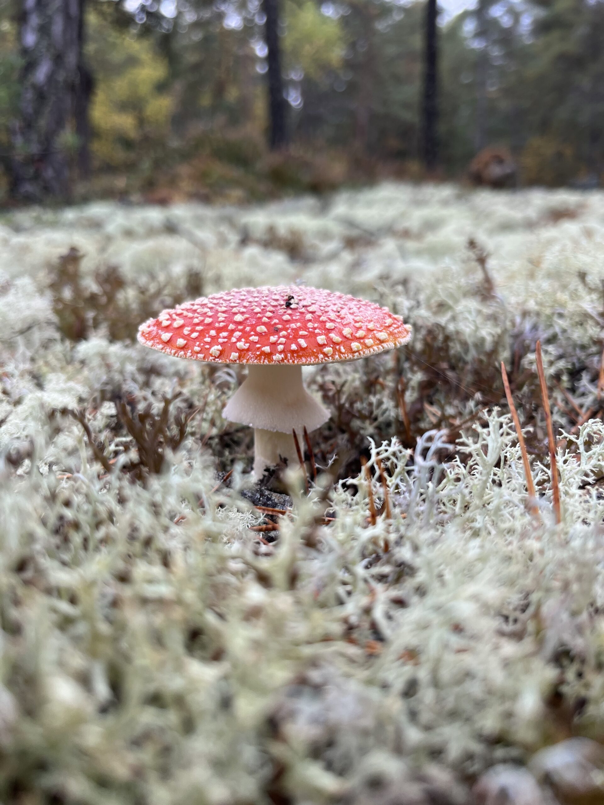 Röd flugsvamp